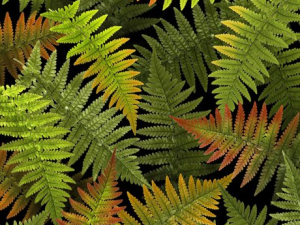 Leaves / Branches /Cones