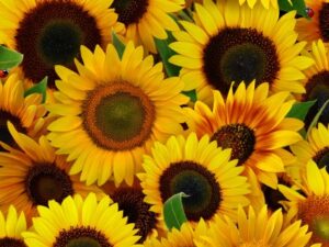 Sunflowers