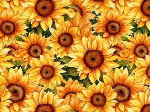 Pattern of bright sunflower blossoms with yellow petals and dark centers densely arranged across the frame.