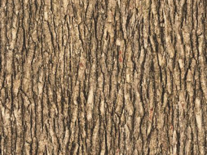Close-up of rough tree bark with deep vertical grooves and brown ridges.